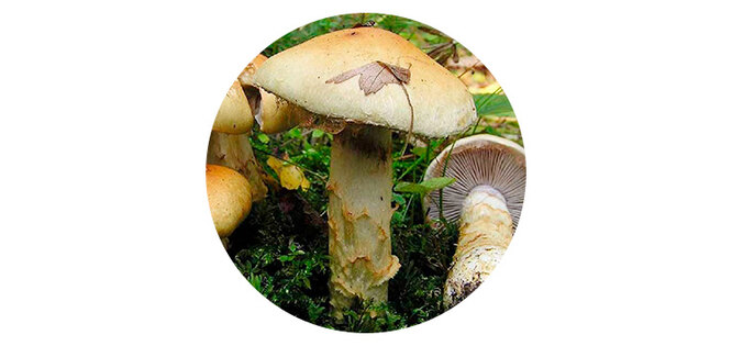Как отличить ядовитые грибы от съедобных: подробный гид по грибам Нижегородской области | Новости NN.RU